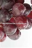 Grape Juice Concentrate ( White-Red)