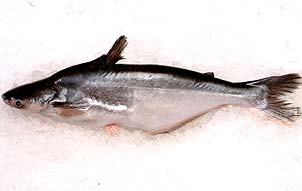 Fish