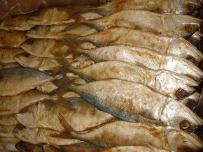 SALTED Indian MACKEREL FISH