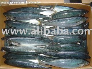 Mackerel