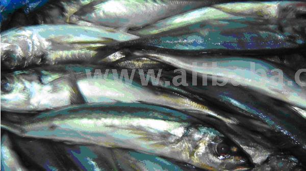  Frozen  Horse  Mackerel 