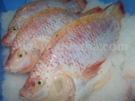 Frozen Tilapia Fillets And Whole Fish