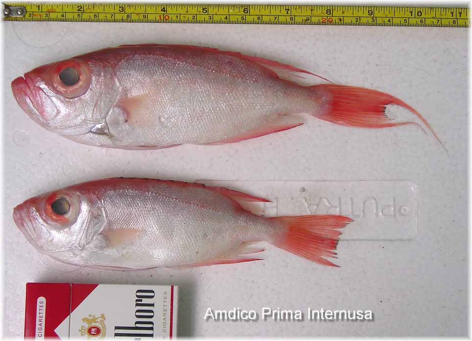 Big Eye Snapper Fish Indonesia price supplier 21food