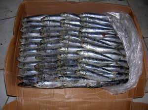  Sardine  For Tuna  Bait 