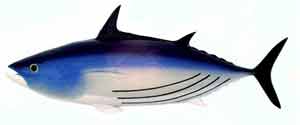  Skipjack   Tuna   Frozen  - Maldives