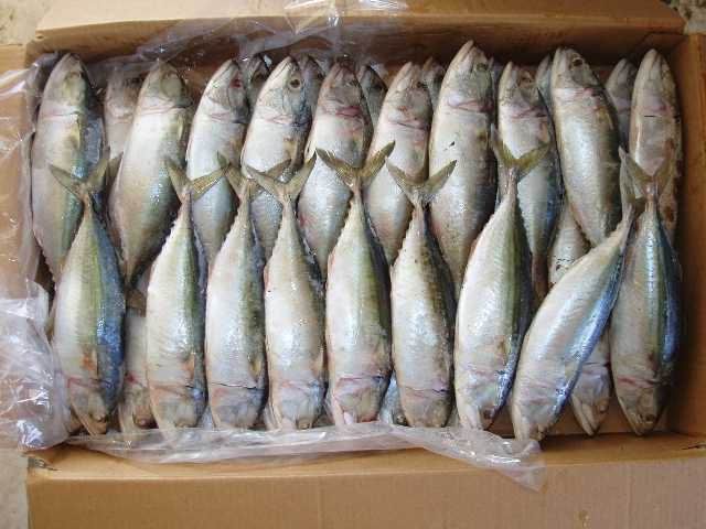 Indian Mackerel