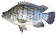 Frozen,  Salt ed,  Dried , Fried..Tilapia   Gourami  Fish 