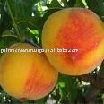 Frozen Concentrate  Peach   Juice 
