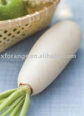 fresh white radish