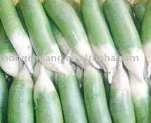 Fruit-type radish