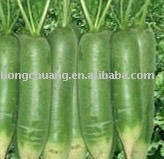 radish