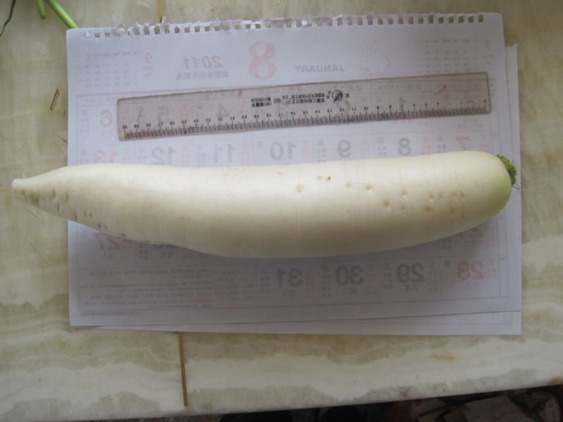 2011chinese cheap white radish 300g