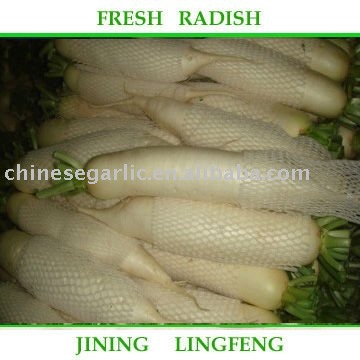 delicious white radish