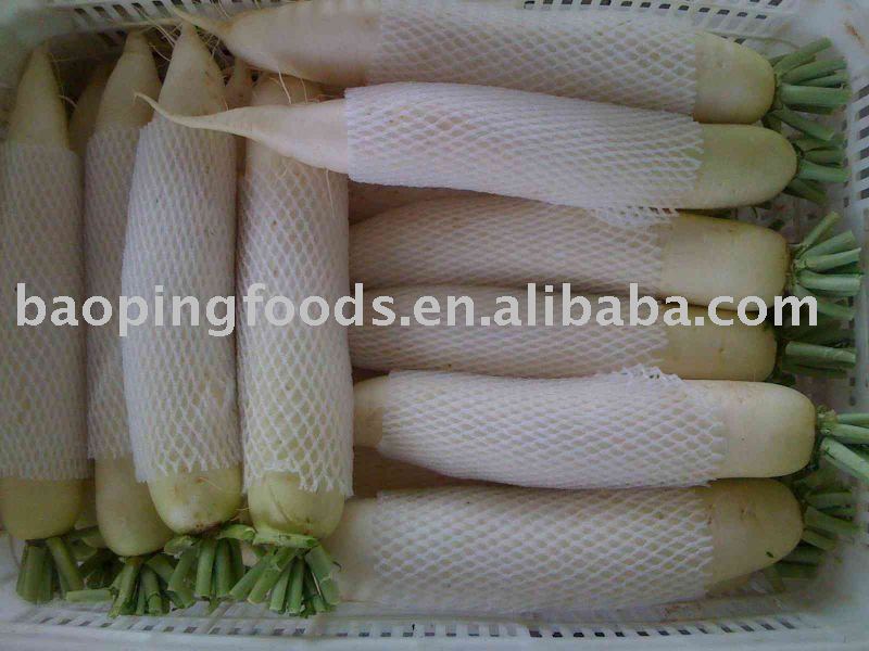 White Turnip (chinese) products,China White Turnip (chinese) supplier