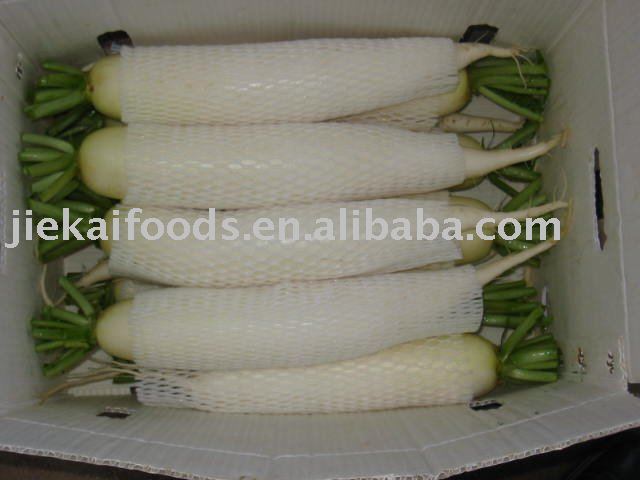 fresh radish - chinese white,China JK fresh radish price supplier - 21food