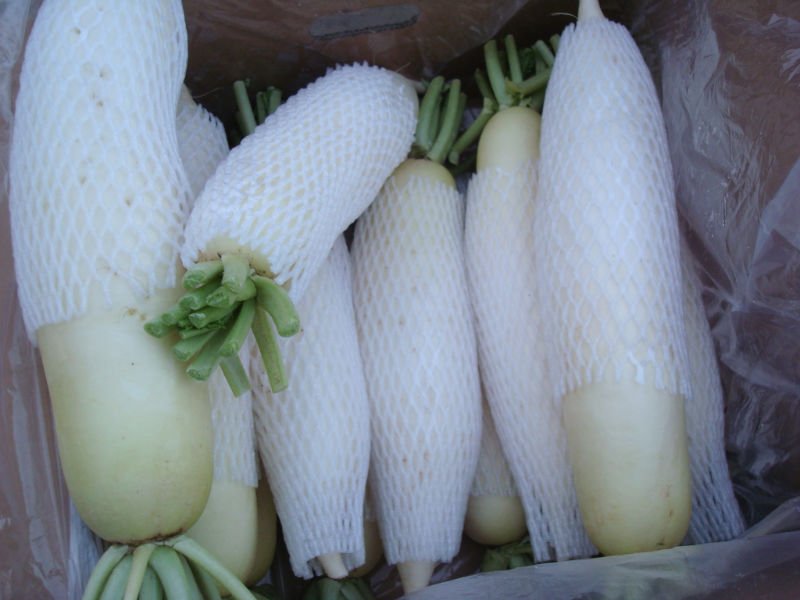 white radish.