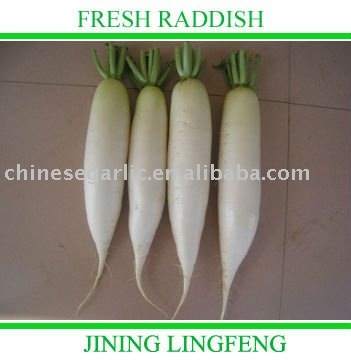 Chinese white radish products,China Chinese white radish supplier