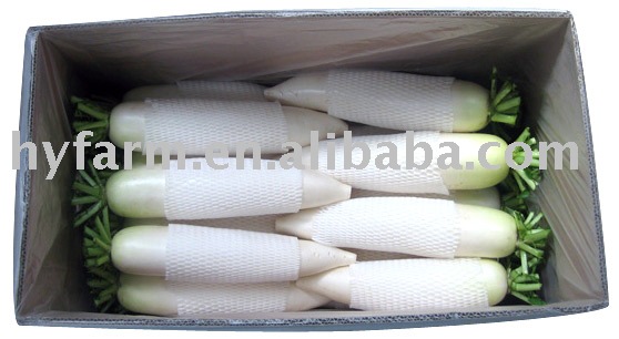 Fresh White Radish,china Han Lu Price Supplier - 21food