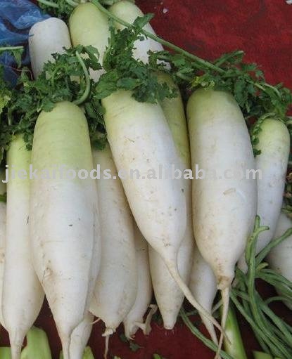 fresh radish - chinese white products,China fresh radish - chinese ...