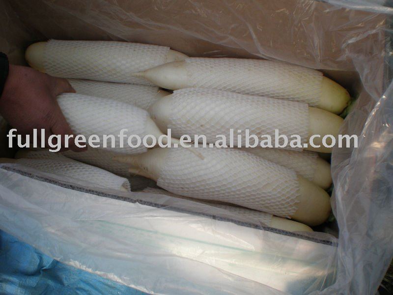Top Quality Fresh White Radish