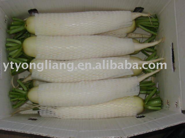 fresh radish