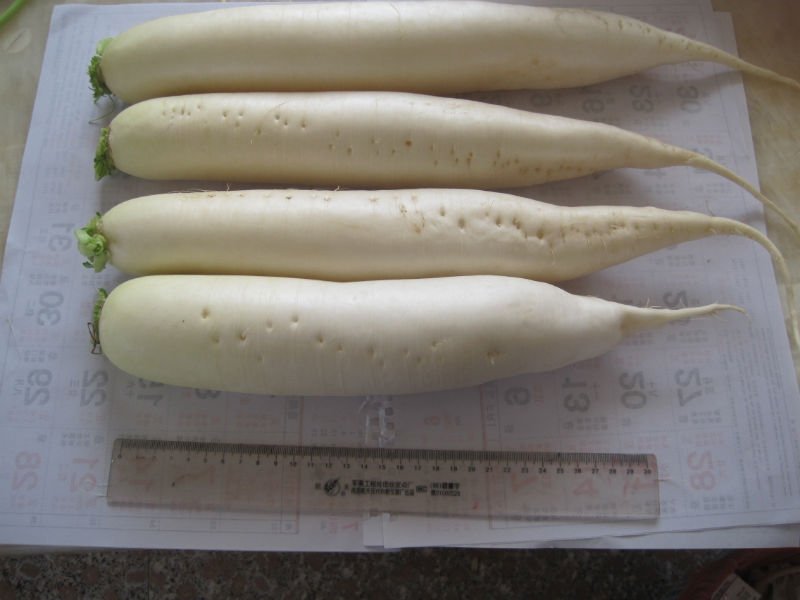 2011chinese cheap white radish 400g