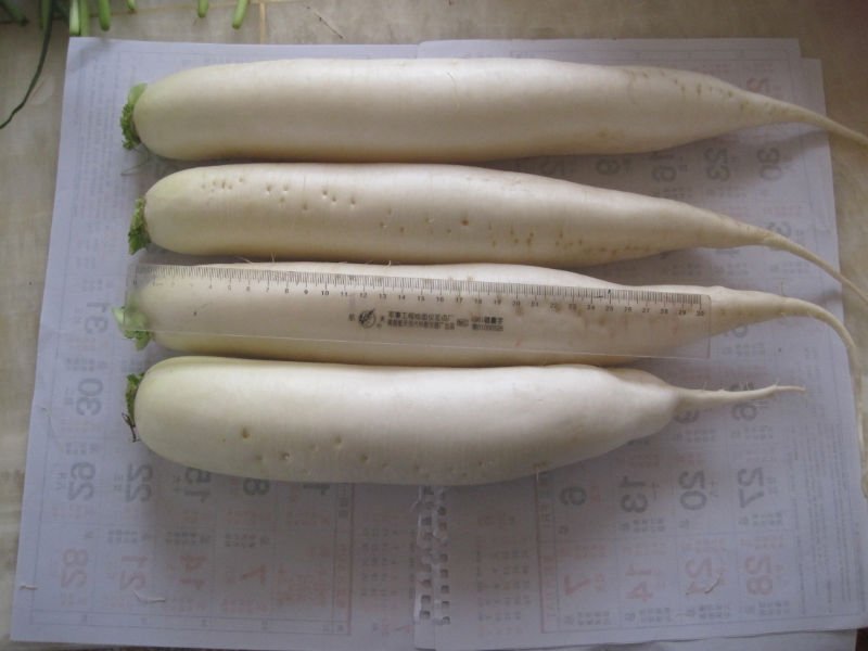2011chinese cheap white radish 600g