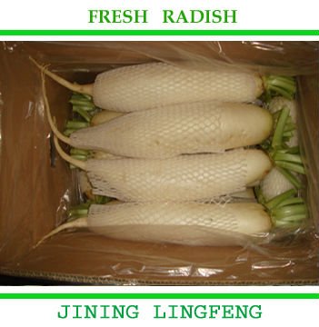 Fresh juice white radish