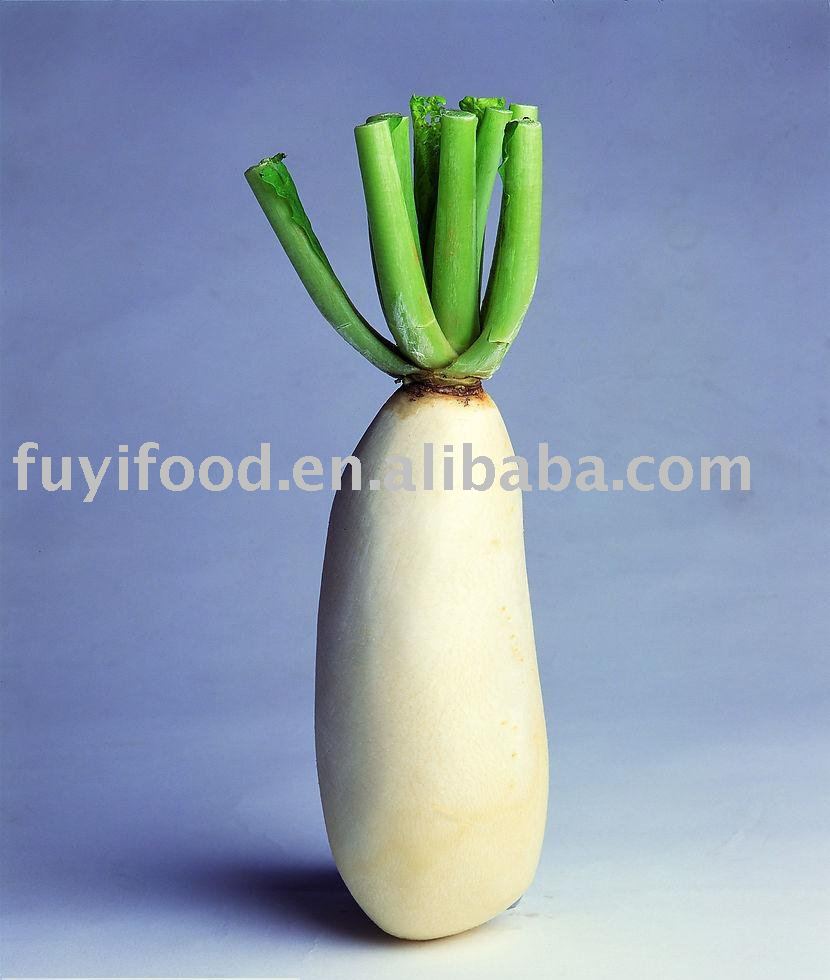  Chinese   Radish 