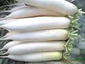 chinese fresh white radish