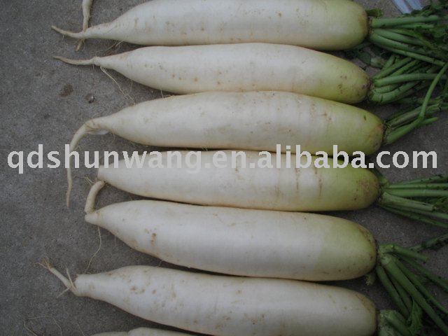 white radish