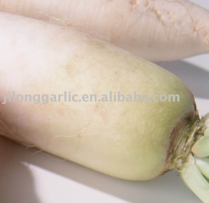 fresh white radish