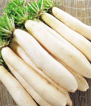 fresh radish