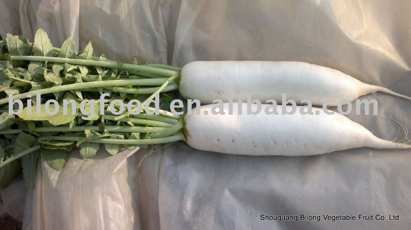 fresh radish,China Bilong-radish price supplier - 21food