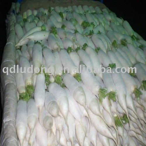 White turnip