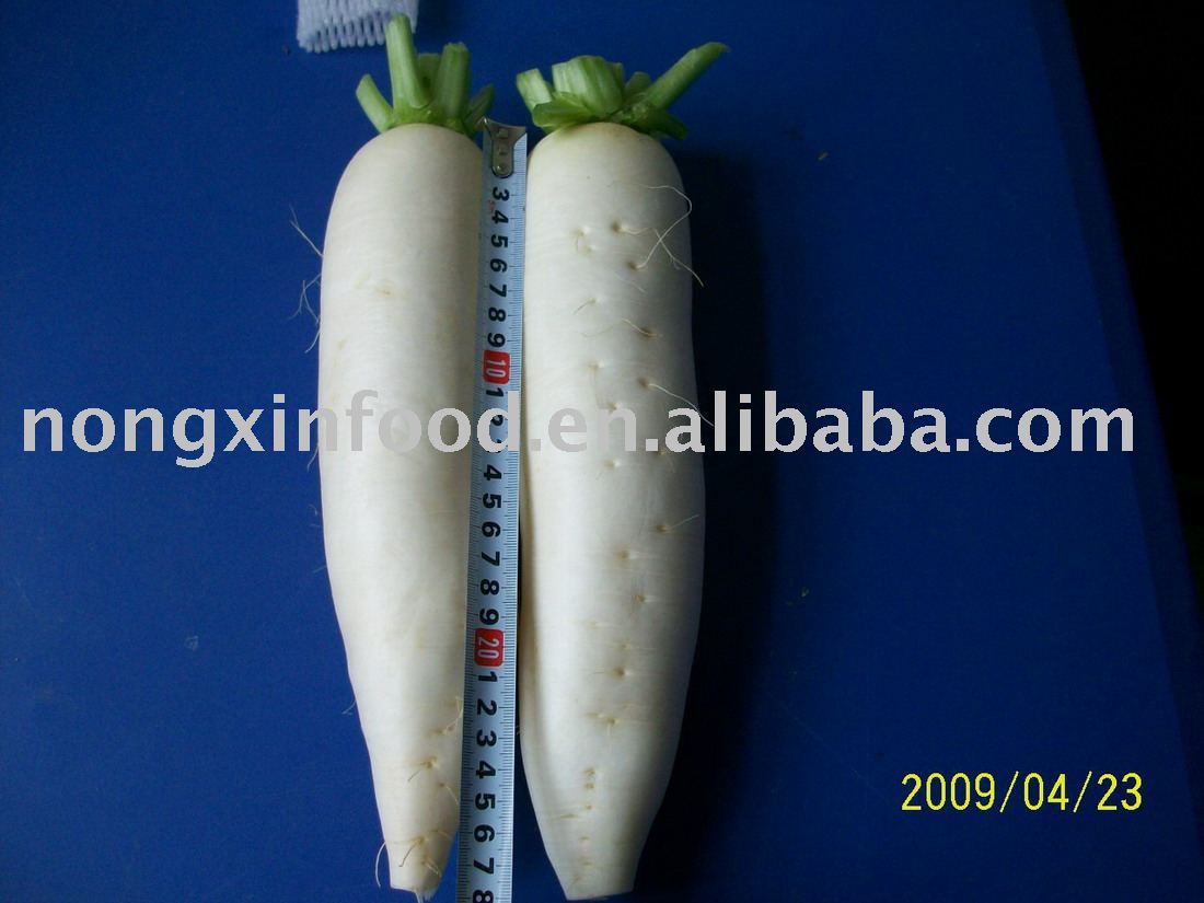 white radish,China price supplier - 21food