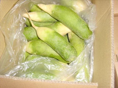 fresh green radish