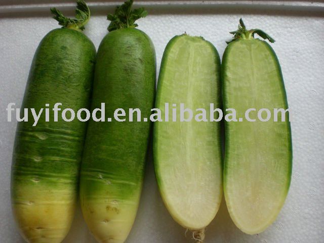 CHINESE GREEN REDISH