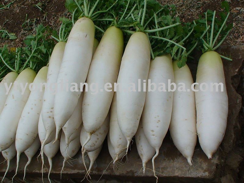 fresh white radish