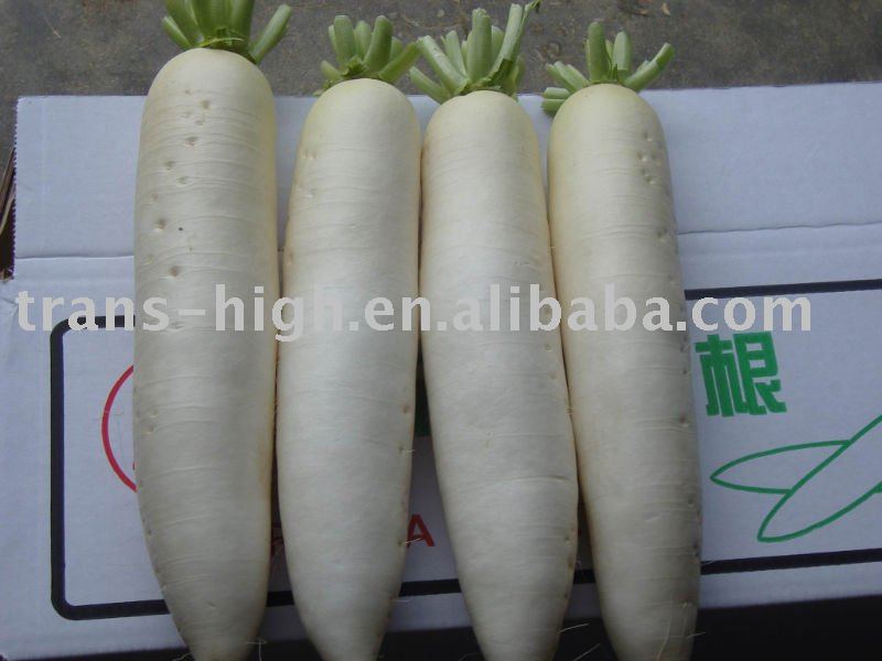 turnip,China trans-high price supplier - 21food