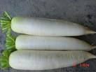  Fresh  Snow White  Radish  and  Red  Round  Radish 