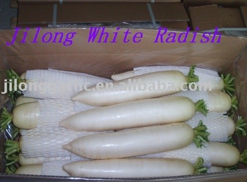 White Radish