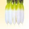 White radish