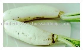  Chinese   Radish 