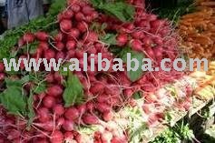 FRESH RADISH VEGETABLES