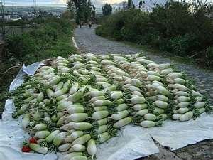 Fresh Radish for Sale(100% Top Quality),Celery,Spinach,Onion,Garlic,Leeks,Tomatoes,Cabbage,Lettuce,C