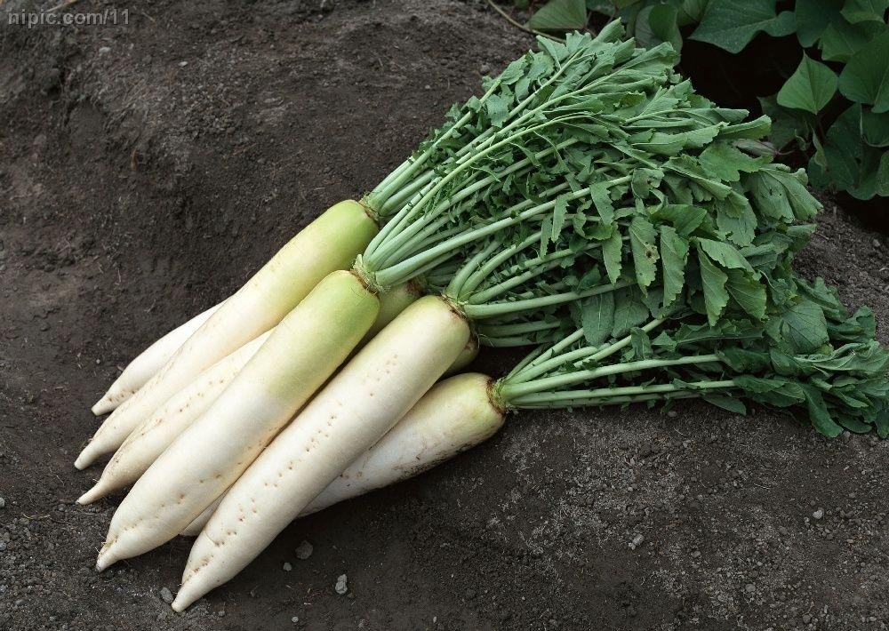 Fresh Radish