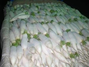 white radish