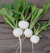 White Radish