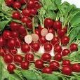  Red   Radish ,White  Radish ,Frozen  Radish ,Canned  Radish 